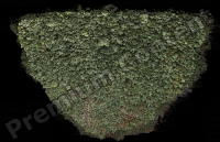 photo texture of ivy decal 0001
